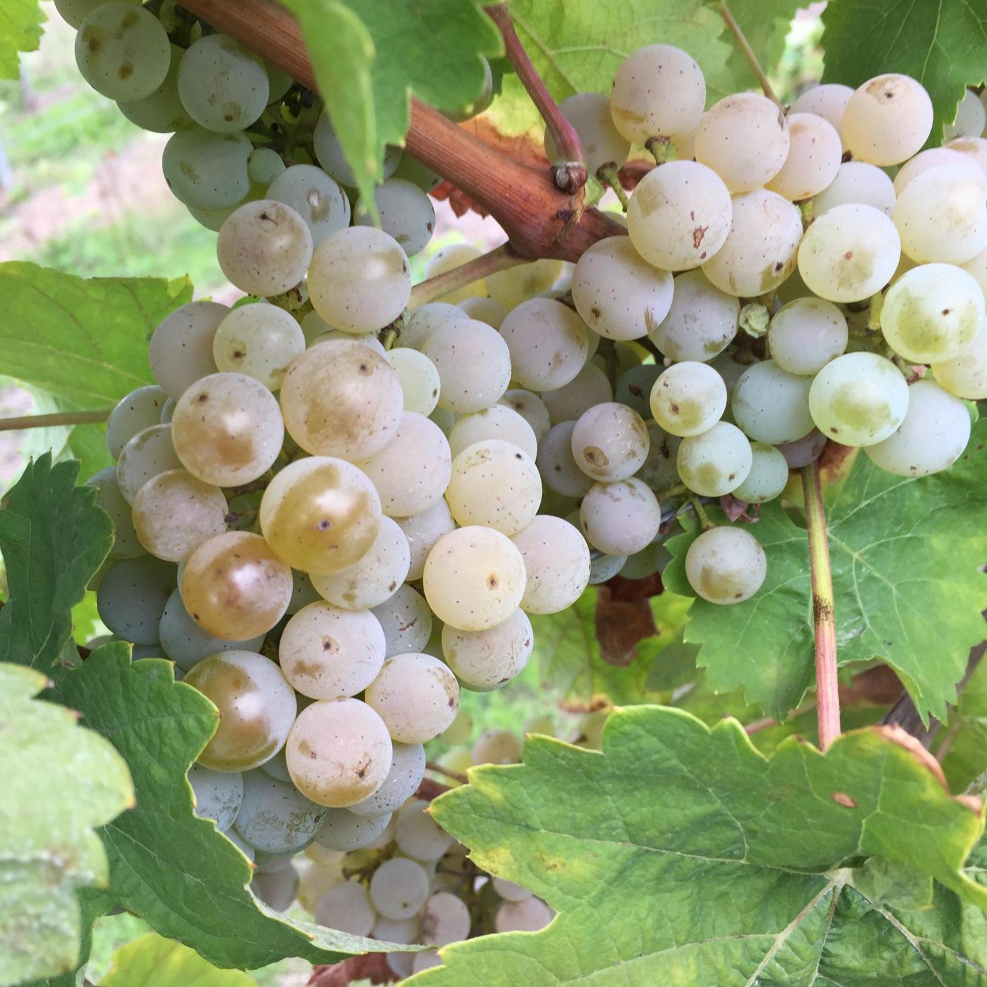 Oberemmel Ferienweingut Willems מראה חיצוני תמונה